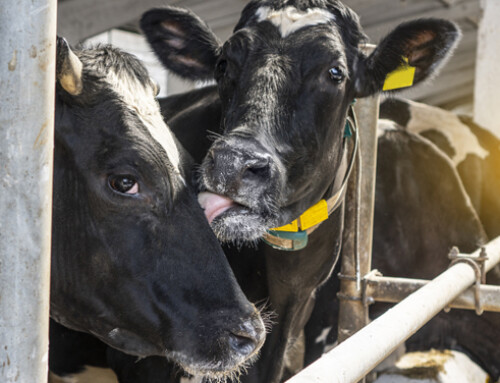 Benessere nell’allevamento della bovina da latte: il nuovo corso PVI Formazione-UOFAA