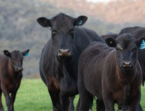 Sainsbury’s lancia la carne bovina con una ridotta “carbon footprint” (-25%)