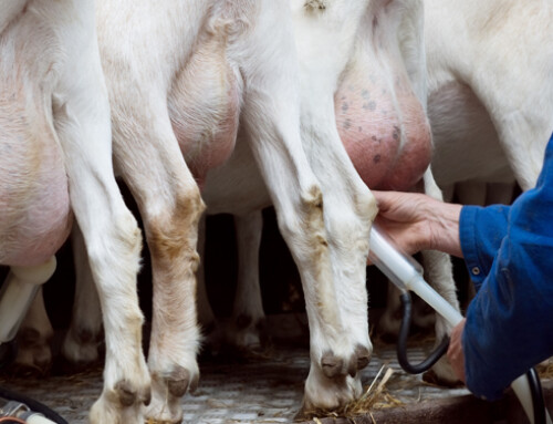 Latte di capra: quali sono gli effetti dell’integrazione con olio di colza o girasole?