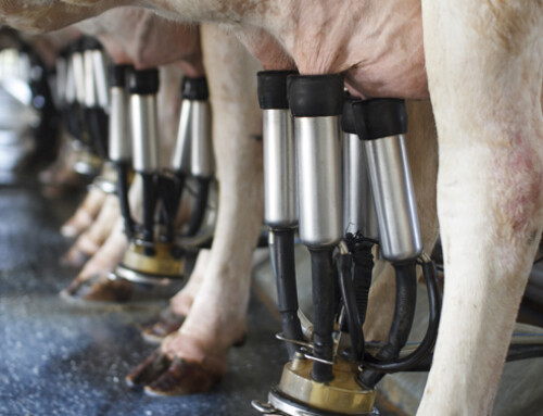 Lieve flessione del prezzo medio alla stalla del latte bovino in UE a marzo 2024