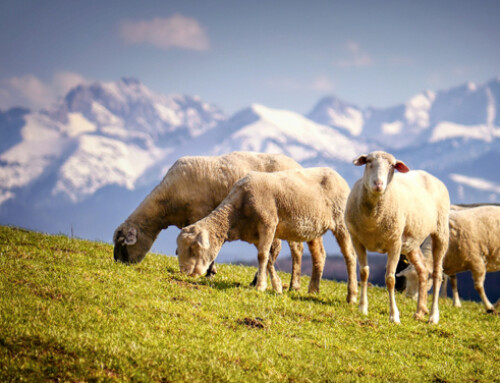 Progetto Sheep Wolfare: la tecnologia si fa strada nell’allevamento ovino