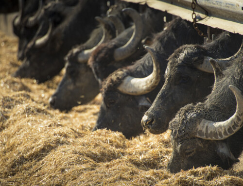 Utilizzo di ex prodotti alimentari nella nutrizione del bufalo da latte: una valutazione in vitro e in vivo