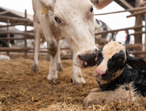 Colina: un nutriente cruciale per le bovine da latte in transizione