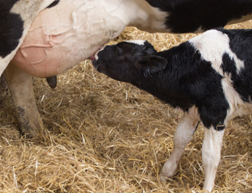 Consigli di gestione del colostro per uno sviluppo ottimale dei vitelli