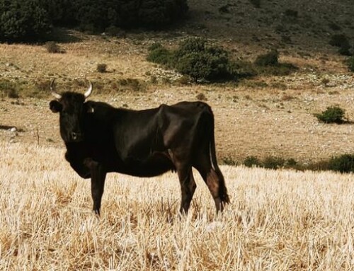 Vi raccontiamo le razze:  la bovina Cinisara o Vacca nera siciliana