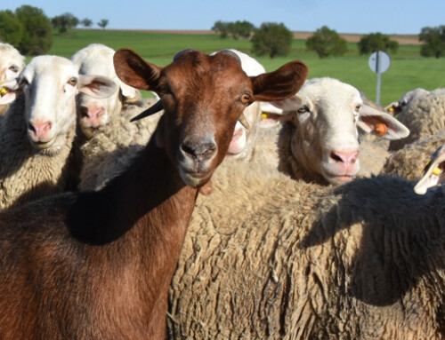 A maggio 2024 un nuovo corso PVI Formazione – UOFAA di inseminazione artificiale caprina e ovina