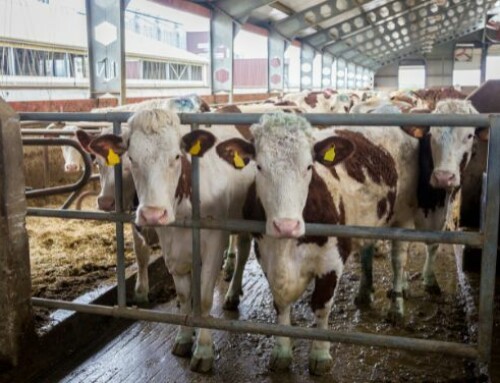 Aminoacidi rumino protetti nella dieta dei bovini da carne in fase di crescita: gli effetti sulle prestazioni e sulla qualità della carne