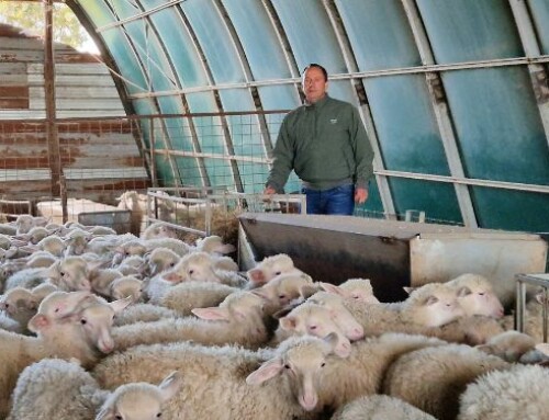 Controllare la coccidiosi degli agnelli è facile e possibile!