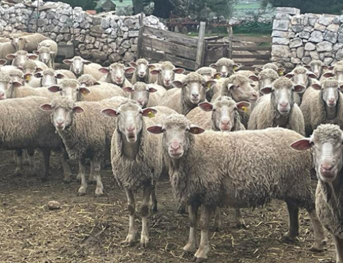 La pecora Gentile di Puglia diventa Presìdio Slow Food