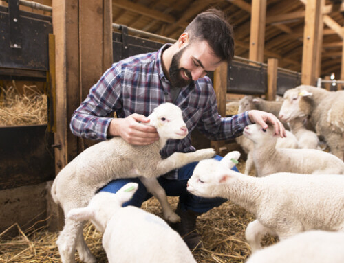Microalghe nelle diete per ovini: i vantaggi di questa integrazione