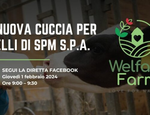 Un’importante novità per i vitelli in Fiera a Verona!