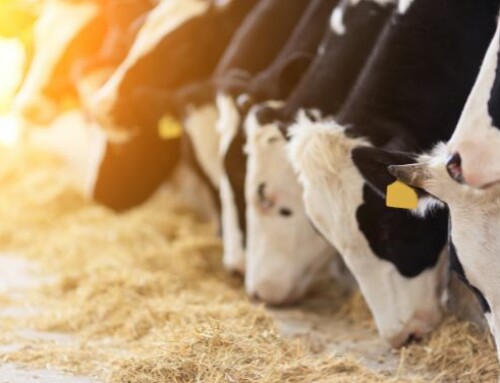 Raffrescamento intensivo in estate: quanto influisce sulla fertilità delle vacche giovani e adulte?
