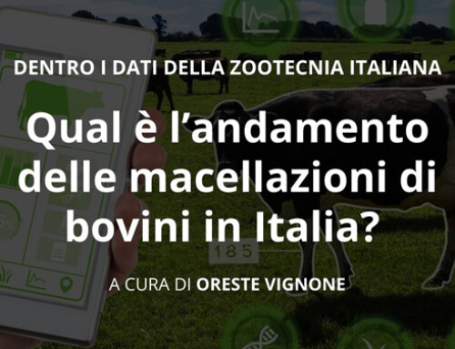 Qual è l’andamento delle macellazioni di bovini in Italia?