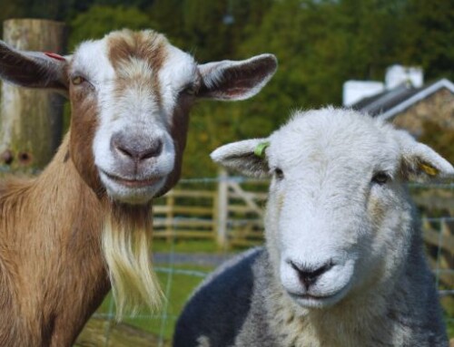 L’esperienza di tre veterinari esperti di pecore e capre