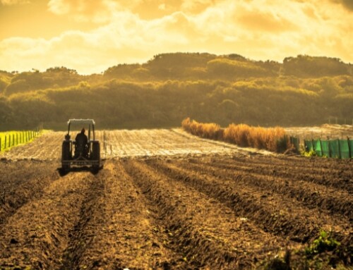 La congiuntura agroalimentare dell’ultimo trimestre 2023: il report di Ismea