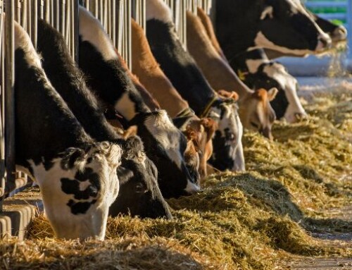 Migliorare le performance delle vacche da latte ottimizzando le fonti di proteina ed energia