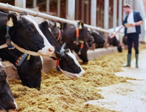 Gli effetti della restrizione alimentare alla messa in asciutta sul metabolismo delle bovine