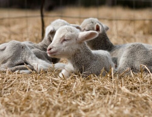 Incrociare pecore Sarde con razze da carne: le caratteristiche dell’agnello pesante da latte