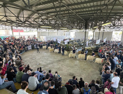 Asso.Na.Pa. ad Agriumbria 2024:  grande successo per gli ovini di razza Sarda in concorso e per le razze ovine e caprine esposte