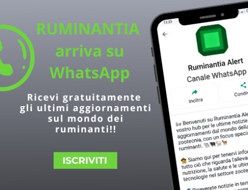 Ruminantia arriva sui Canali WhatsApp: iscriviti per rimanere sempre aggiornato!