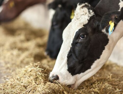Protetto: Zinpro® IsoFerm®: la nuova frontiera nella nutrizione della bovina da latte