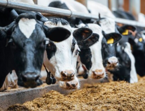 Importanza e complessità della fase di asciutta e transizione nell’allevamento bovino da latte