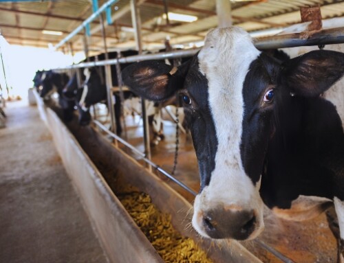 Come gestire al meglio la nutrizione proteica della bovina da latte (VIDEO)