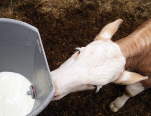 Metodi di somministrazione del latte: come influiscono su comportamento, salute e performance dei vitelli