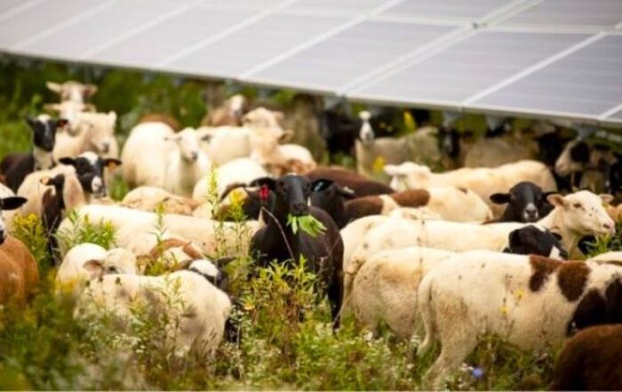 Agrivoltaico-ovini