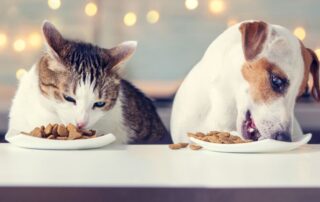 cane - gatto - croccantini