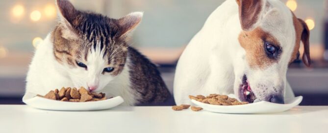 cane - gatto - croccantini