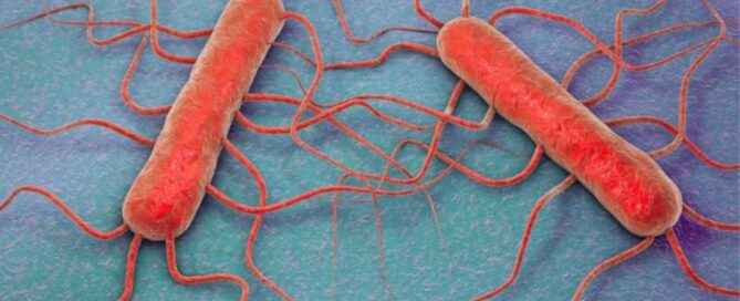 listeria-formaggio-batteriocine
