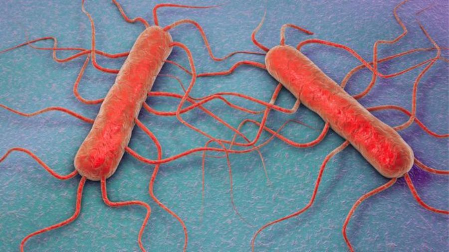 listeria-formaggio-batteriocine