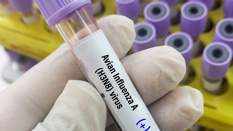 influenza aviaria - laboratorio