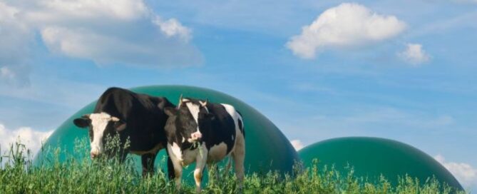vacca-biogas