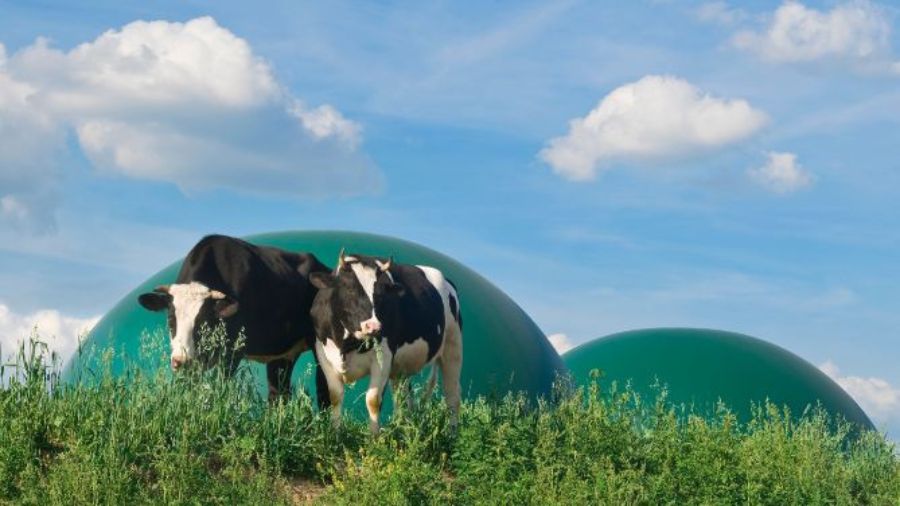 vacca-biogas vacca-biogas