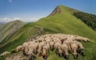 pecore-gregge-montagna