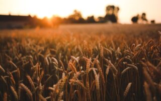 grano - campo - agricoltura