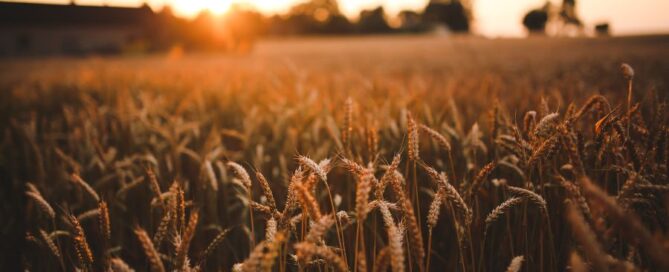 grano - campo - agricoltura