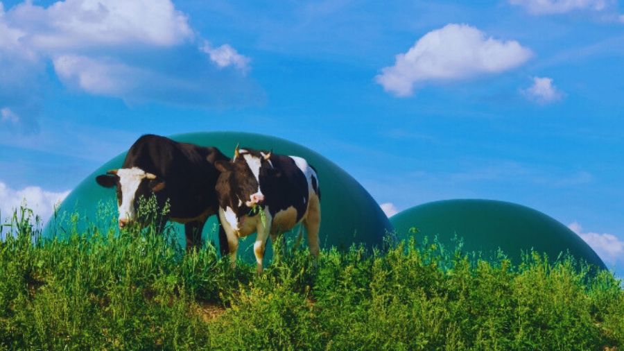 biogas-vacche