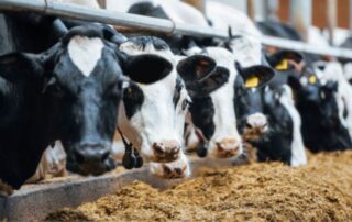 bovine- frisone-mangiatoia