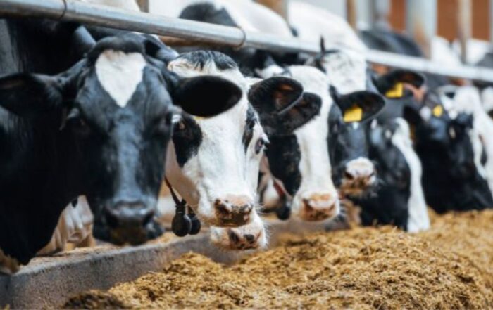 bovine- frisone-mangiatoia