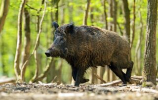 cinghiale-fauna-selvatica