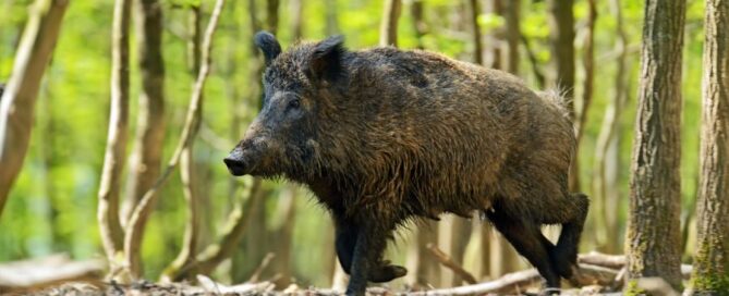 cinghiale-fauna-selvatica