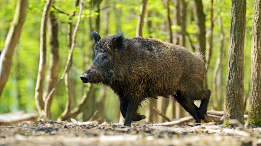 cinghiale-fauna-selvatica cinghiale-fauna-selvatica