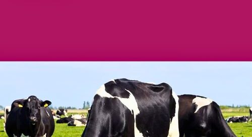 libri-improvingdairyherdhealth