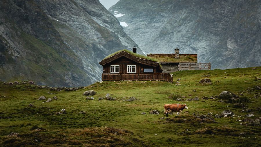 montagna-vacca-pascolo