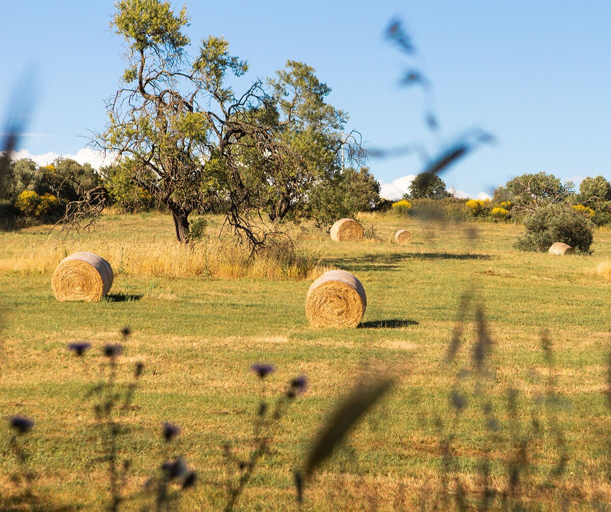 campagna-rotoballe