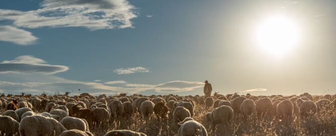 pecore - campo - ovini - pastore