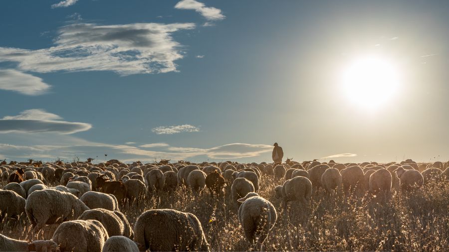 pecore – campo – ovini – pastore pecore - campo - ovini - pastore